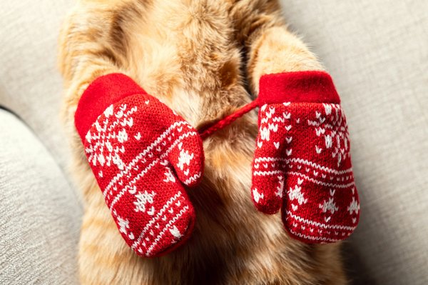 Découvrez les différentes utilités des mitaines pour tous les styles